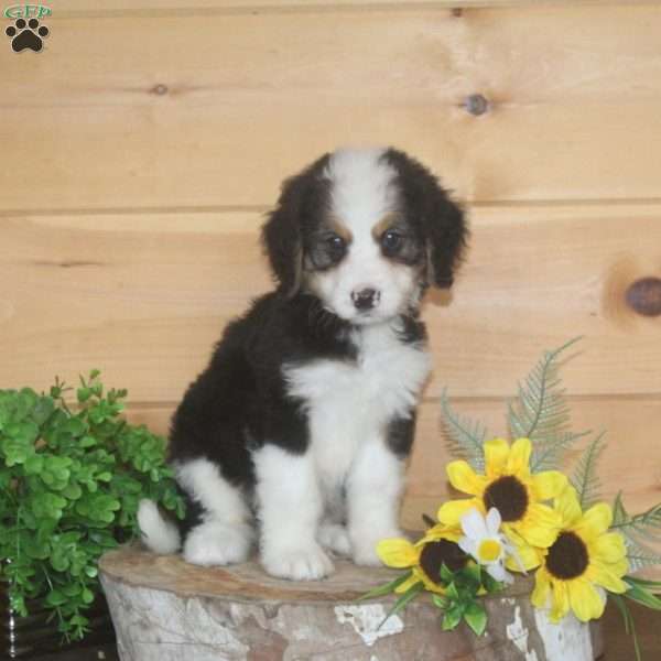 Mum, Bernedoodle Puppy